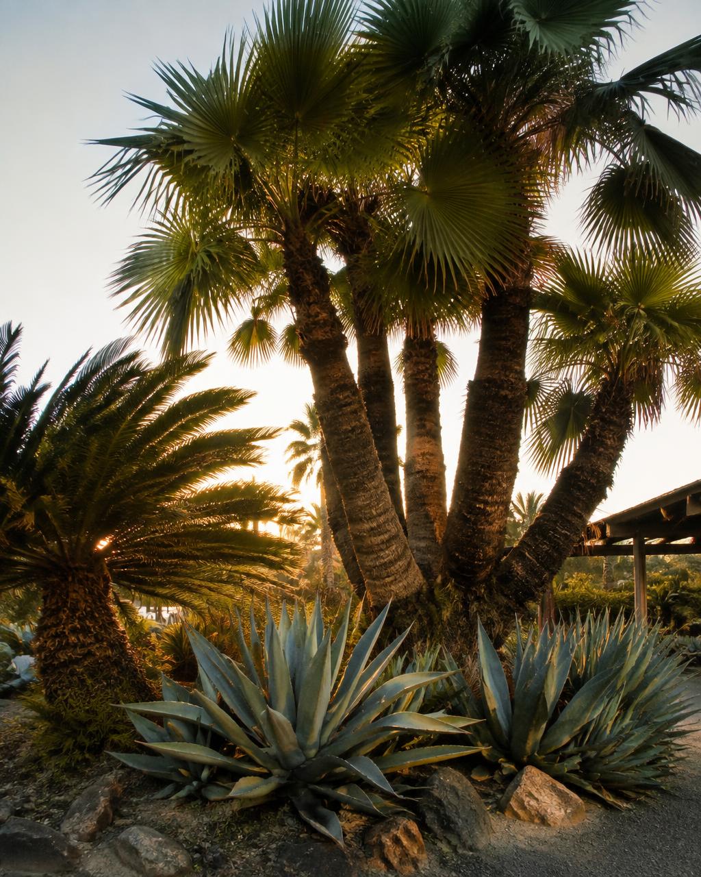Rare Specimen Trees & Palms