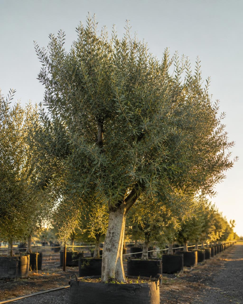 Traditional Olives